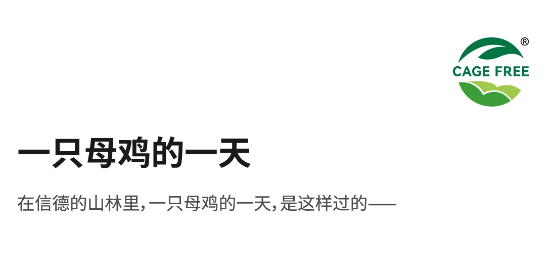 母鸡活动区域全景图